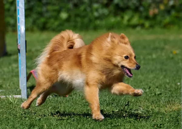 Yeşil parktaki kırmızı köpek