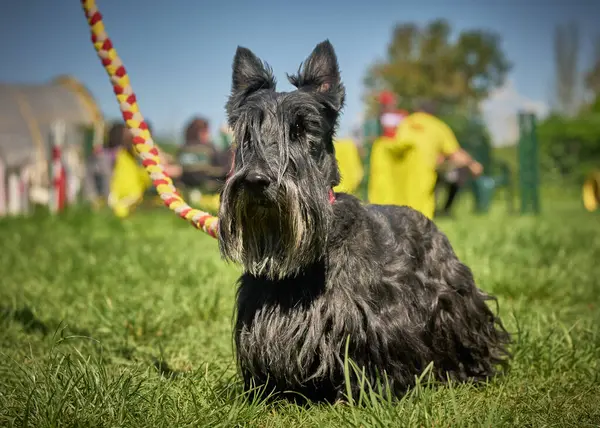Parktaki siyah beyaz bir köpeğin köpek cinsi.