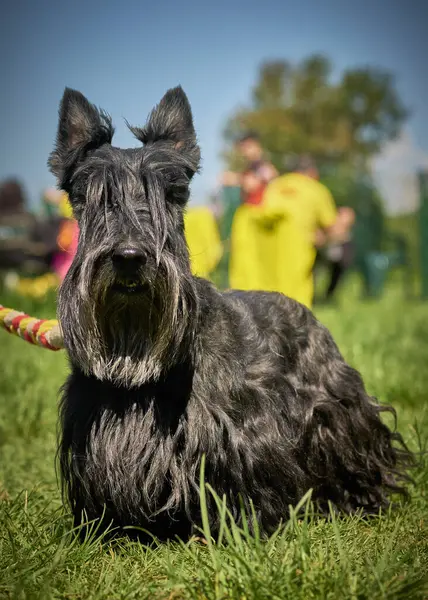 Çimenlerde kırmızı kurdeleli siyah Schnauzer köpeği..