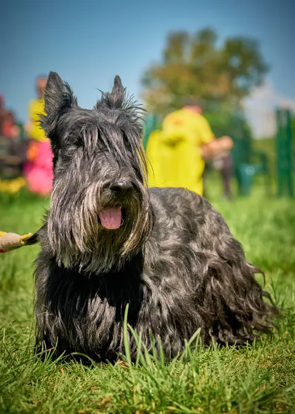 Siyah Schnauzer parkta. Kapat - kapat