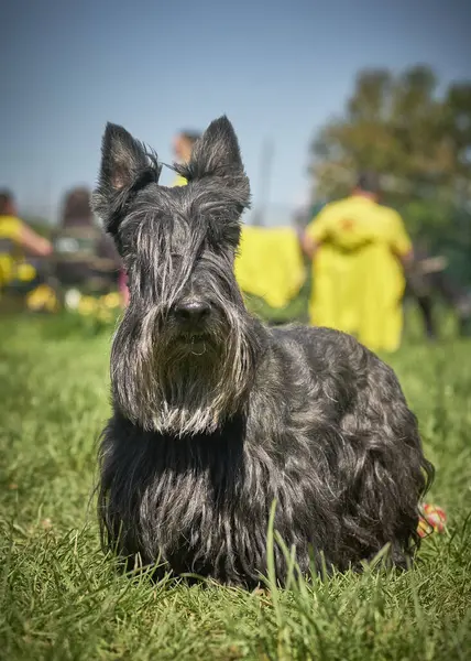 siyah schnauzer köpek portresi