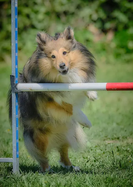 köpek çeviklik yarışmasında