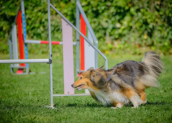 Çeviklik içinde sınır köpeği