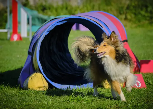 Çeviklik konusunda çoban köpeği eğitimi