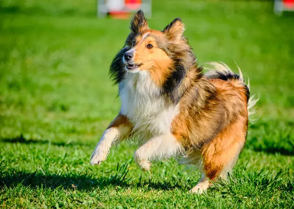 Avustralya çoban köpeği atlama