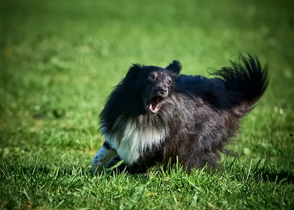 Çimlerde çoban köpeği