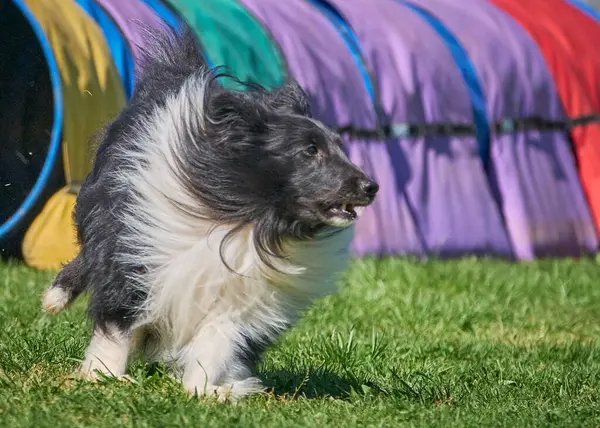 Çeviklik yarışmasında collie collie dog.