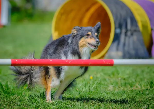 Çeviklik sınırında çeviklik