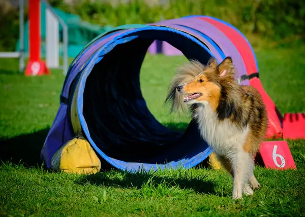 Çeviklik kursunda köpek portresi