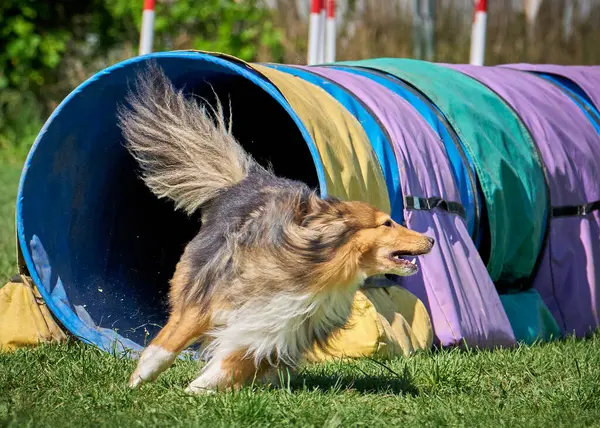 Çeviklik içindeki köpek çoban köpeği