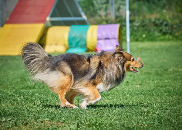 Alman çoban köpek çim