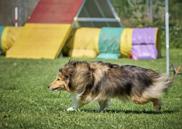 Köpek çoban köpeği yeşil çimlerin üzerinde duruyor. O çeviktir..