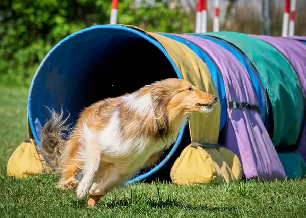 Alman çoban köpeği çeviklikte koşuyor.