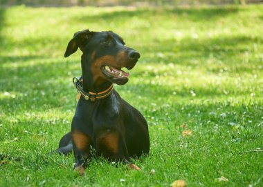 siyah köpek doberman portresi