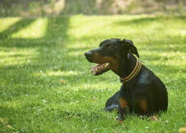 Doberman köpek parkta