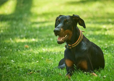 Yetişkin siyah bir köpeğin portresi