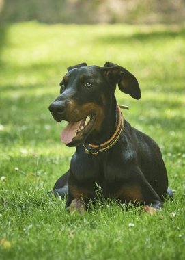 Parktaki siyah köpek.