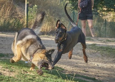 Belçika çoban köpeği eğitiminde ormanda bir köpekle.
