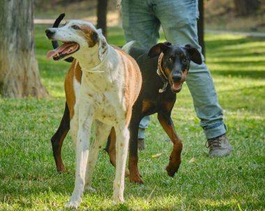 Parkta bir adamla güzel bir köpeğin portresi.