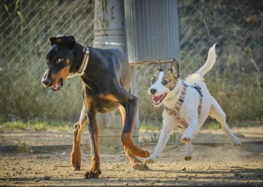 Köpek ve boğa teriyeri.