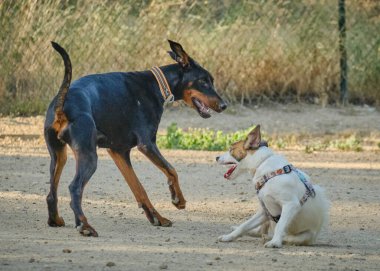 Köpek köpekle oynuyor.