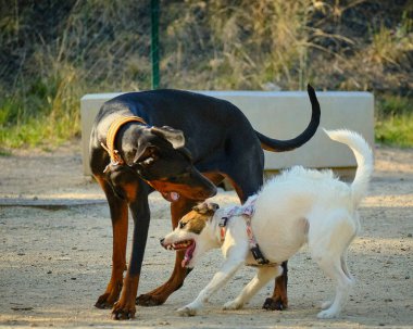 Parkta oynayan köpekler