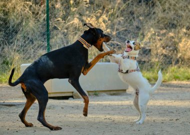 Siyah ve beyaz köpek bir topla oynuyor.