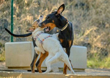 İki köpek köpekle oynuyor.