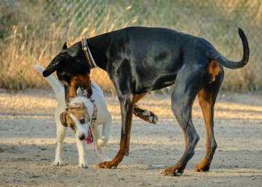 Köpek ve köpek tarlada oynuyor.