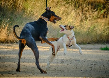 İki köpek köpekle oynuyor..