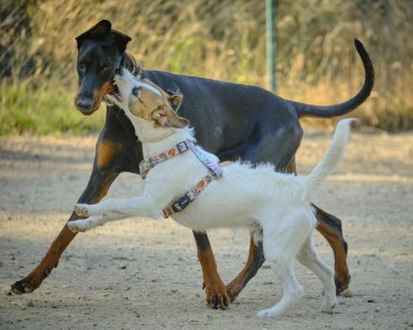 Köpek köpekle oynuyor.