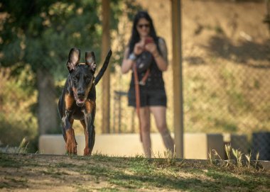 Köpek yetiştiricisi doberman doberman köpek yürüyüşe çıktı.