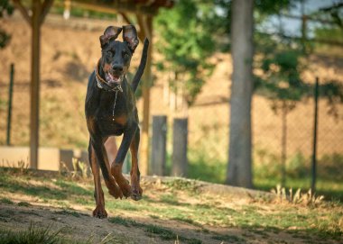 Siyah köpek sahada koşuyor. yüksek kaliteli fotoğraf