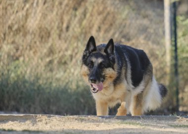 Alman çoban köpeği doğada