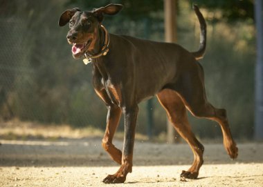 Güzel kahverengi doberman scher dog