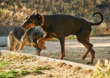 Sarı yakalı siyah bir köpek.