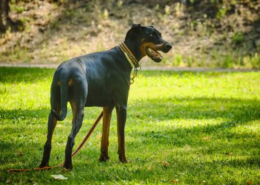 Bir köpeğin portresi.