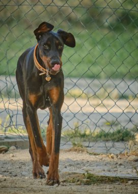 Doberman bir köpeğin portresi.