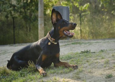 Yetişkin siyah bir köpeğin portresi