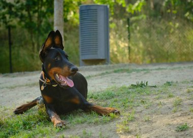 Alman çoban köpek çim