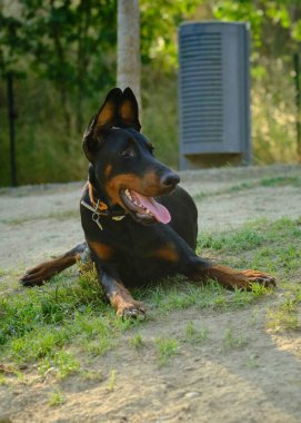 Bir yaz günü parkta yatan bir köpek.