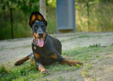 Parktaki sevimli bir köpeğin portresi.