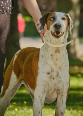 Parkta tasmalı köpek çiftleşen bir av köpeği.