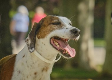 Parktaki köpek ve sahibi.