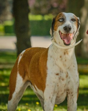 Kırmızı yakalı yetişkin bir köpeğin portresi..