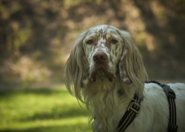 Köpek cinsi İngiliz cocker spaniel