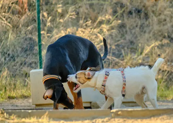 Köpekler suyla oynuyor