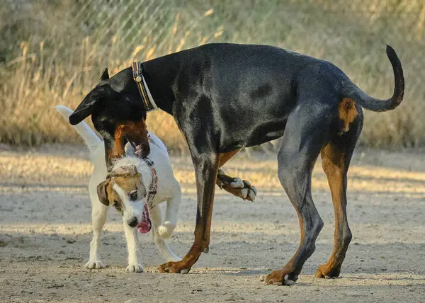 Köpek ve köpek tarlada oynuyor.