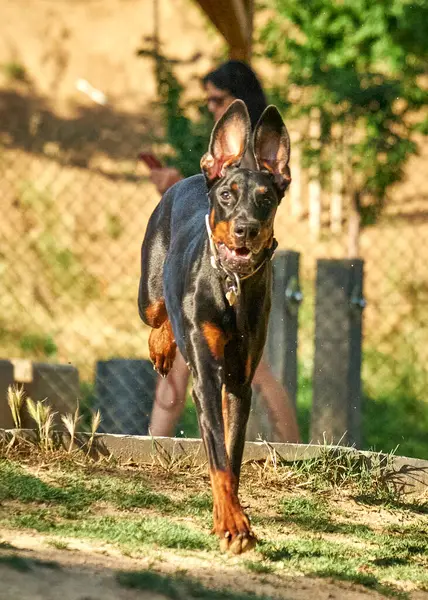 köpek, köpek ormanda.