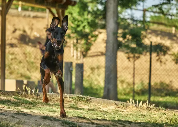 Siyah ve kahverengi Fransız çoban köpeği çayırda zıplıyor ve oynuyor.